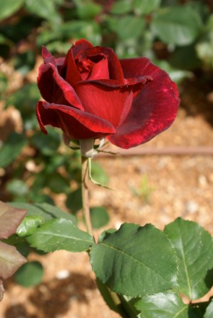 Lovely Rose