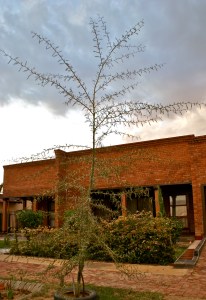 Acacia Lisebo Maria Tree 